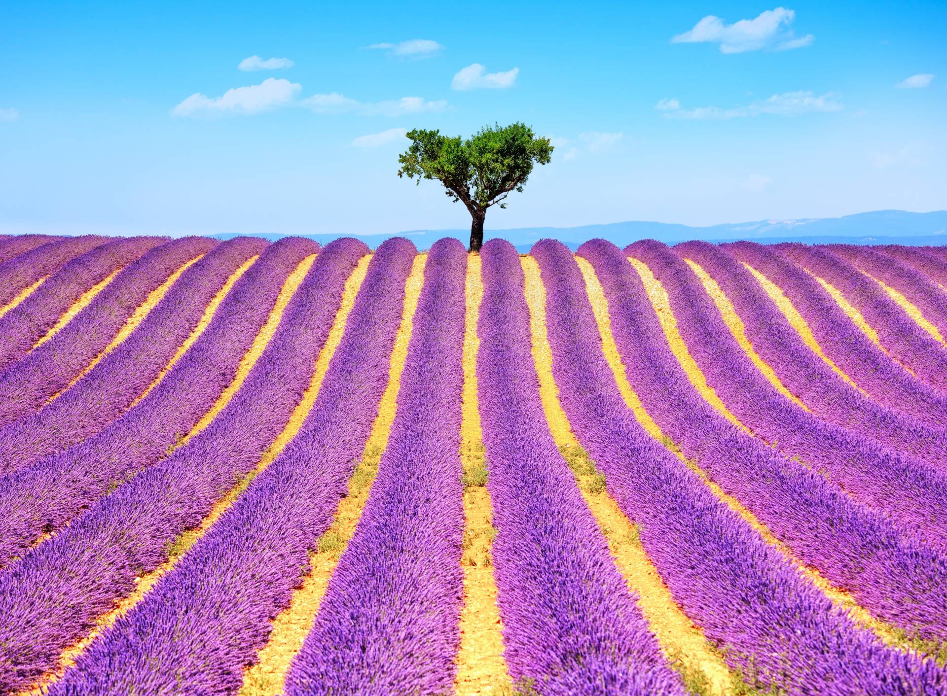 Papermoon Fototapete »Lavender in Provence« von Papermoon