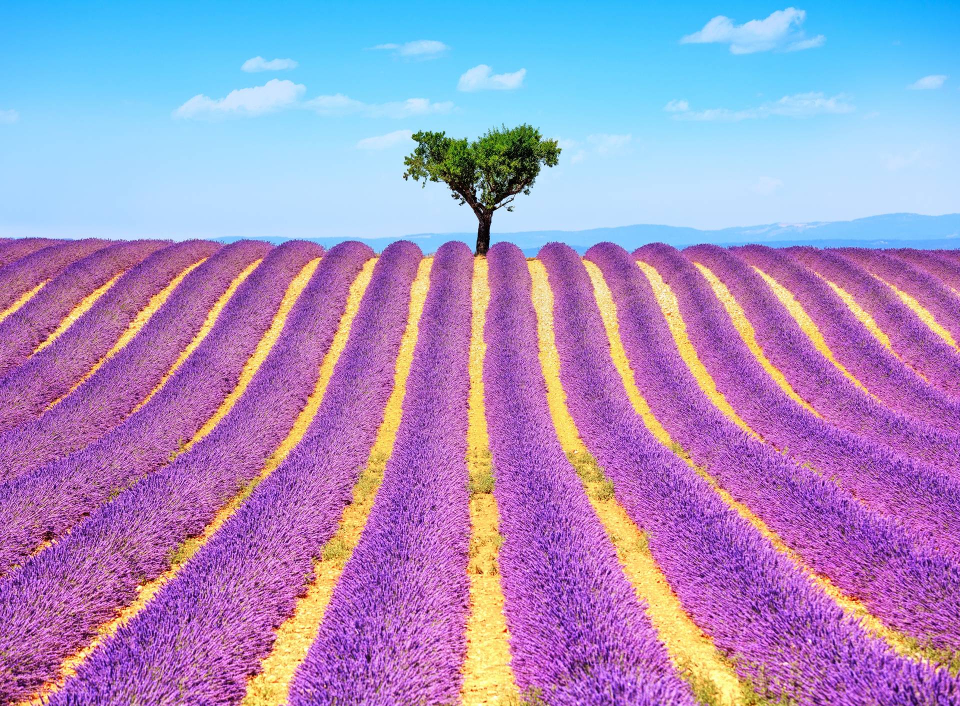 Papermoon Fototapete »Lavender in Provence« Papermoon Fototapete »Lavender in Provence« von Papermoon