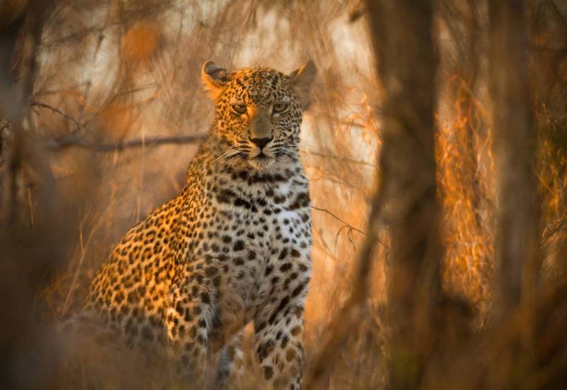 Papermoon Fototapete »Leopard in Wald« von Papermoon