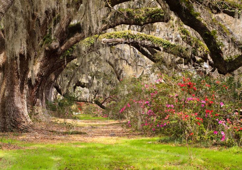 Papermoon Fototapete »Live Oak Tunnel« von Papermoon