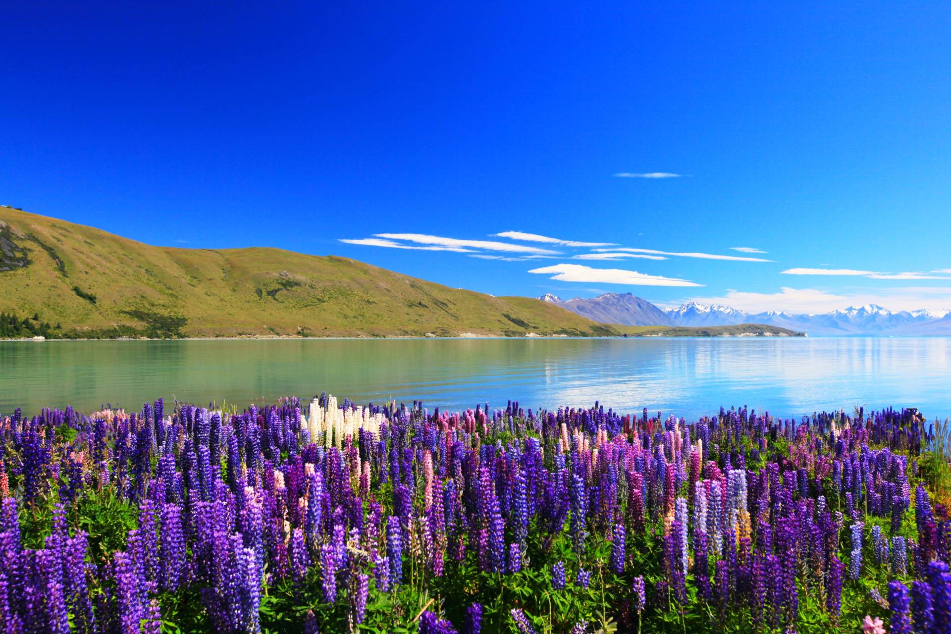 Papermoon Fototapete »Lupines Lake Tekapo« von Papermoon