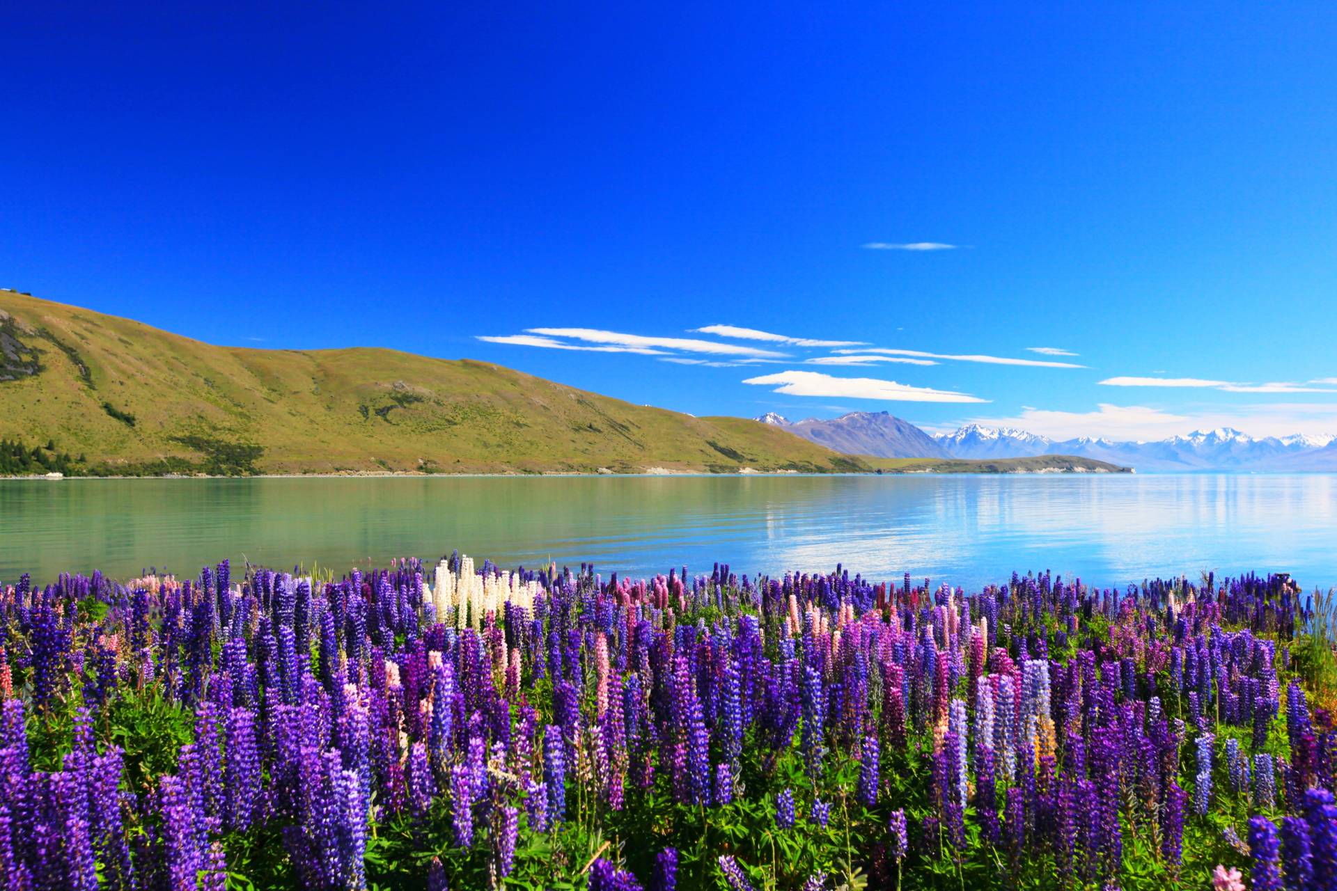 Papermoon Fototapete »Lupines Lake Tekapo« Papermoon Fototapete »Lupines Lake Tekapo« von Papermoon