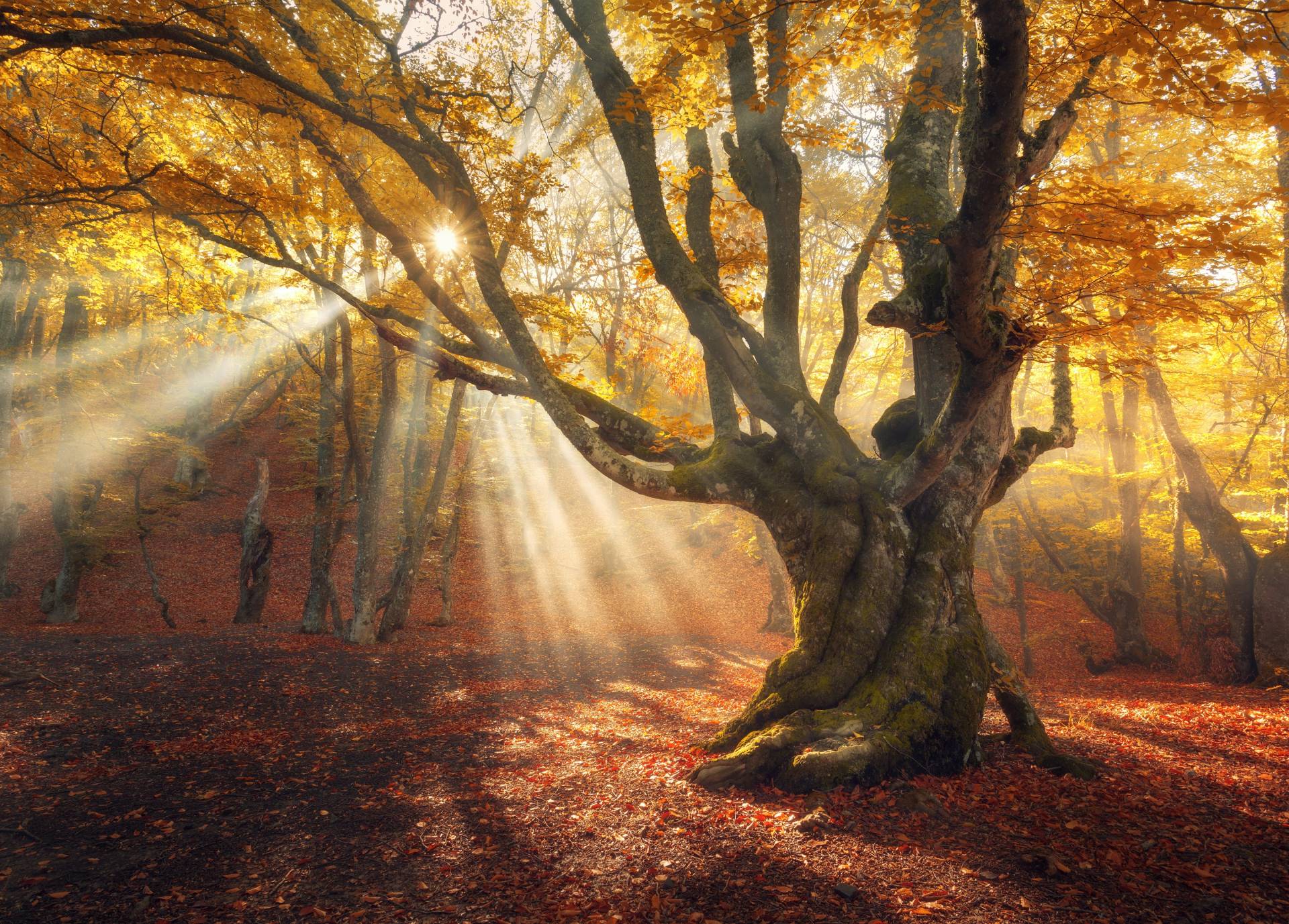 Papermoon Fototapete »Magical Old Trees Autumn Forest« von Papermoon