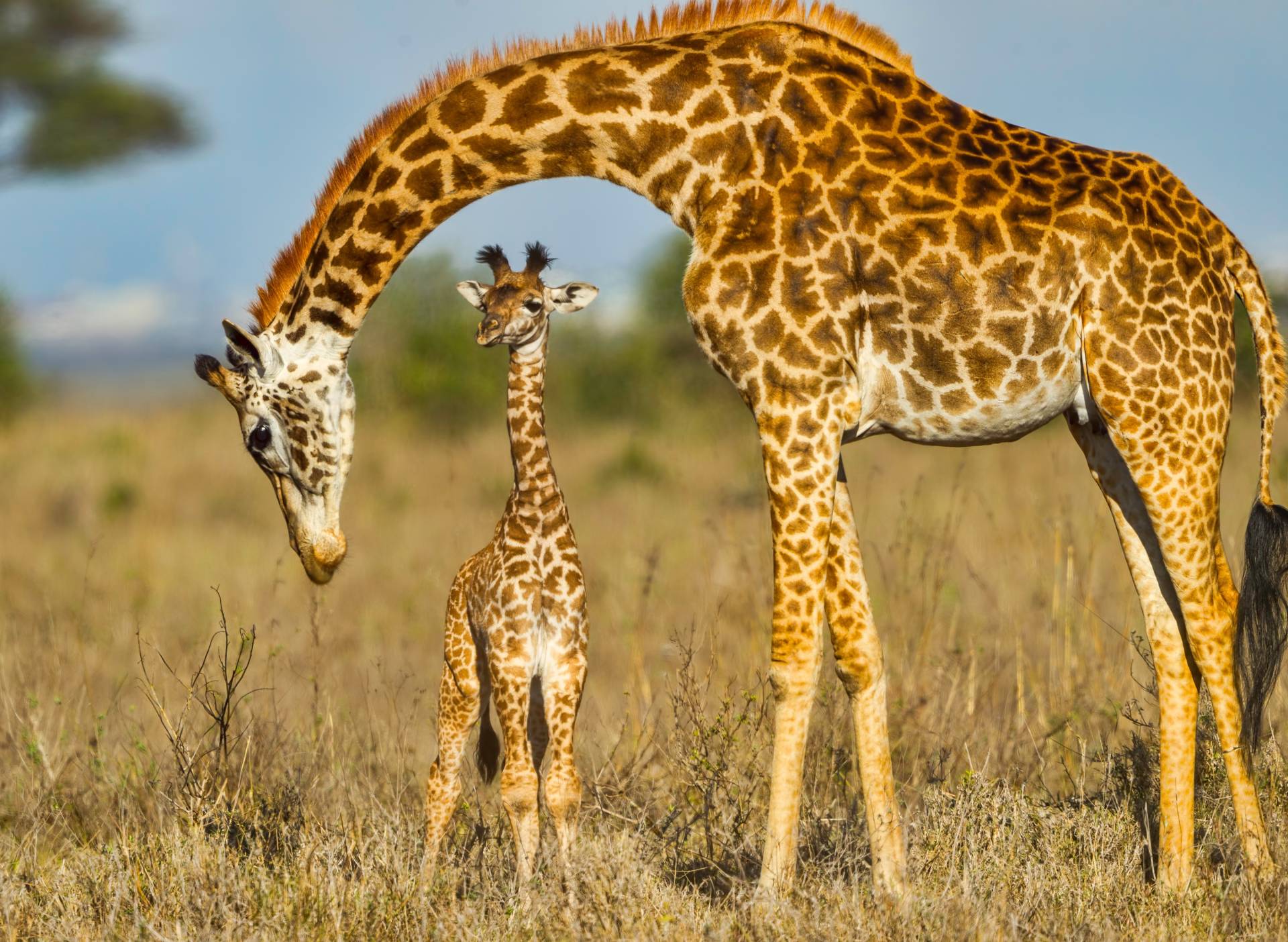 Papermoon Fototapete »Masai Giraffe Protecting Baby« Papermoon Fototapete »Masai Giraffe Protecting Baby« von Papermoon