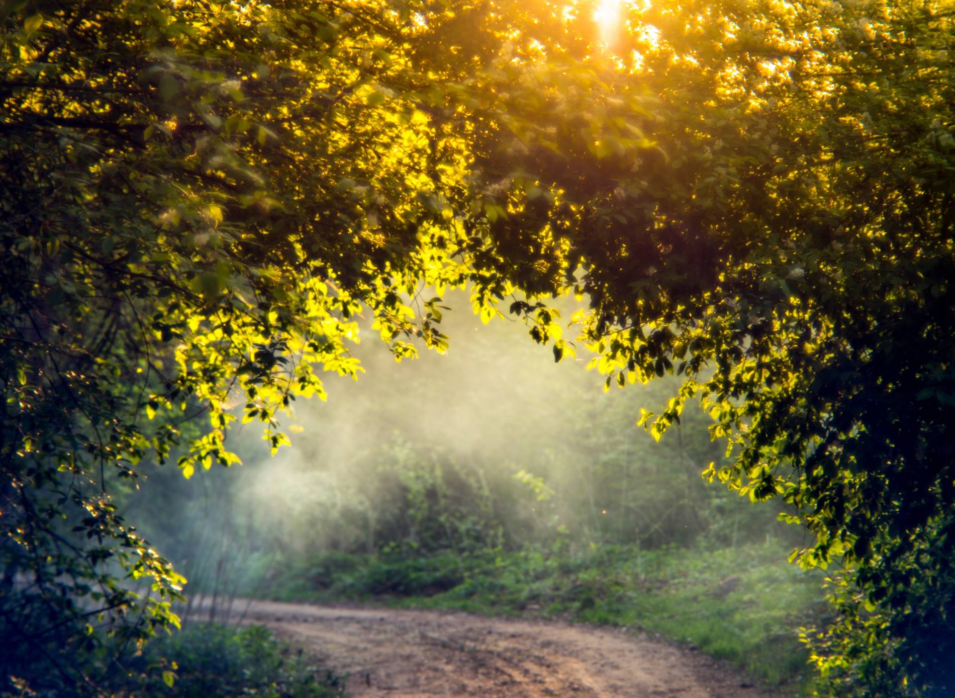 Papermoon Fototapete »Misty Forest in Spring« von Papermoon