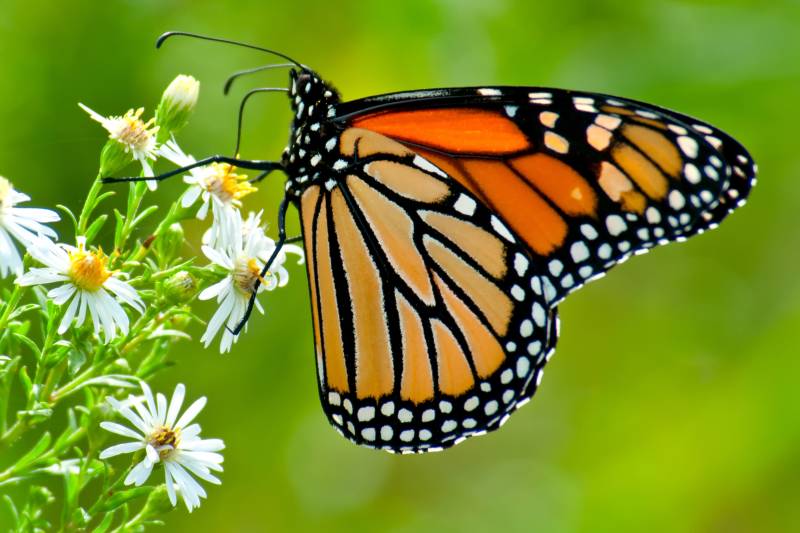 Papermoon Fototapete »Monarch Butterfly« von Papermoon