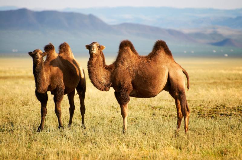 Papermoon Fototapete »Mongolian Camels« von Papermoon