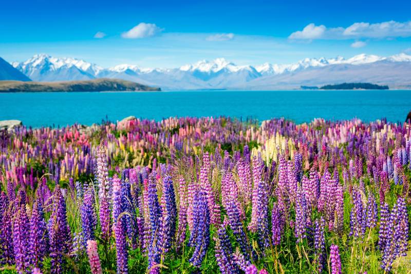 Papermoon Fototapete »Montain Lake with Flowers« von Papermoon