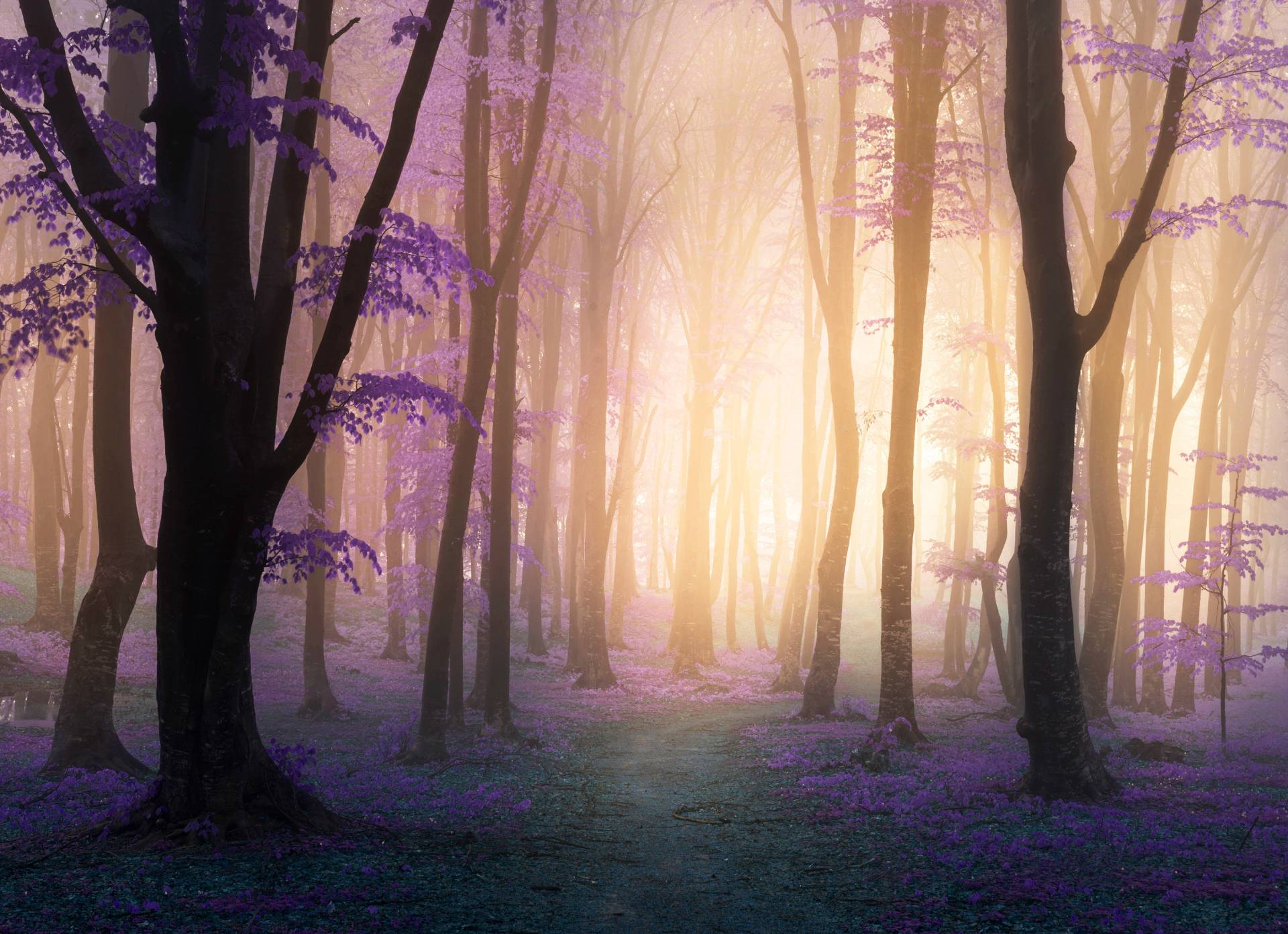 Papermoon Fototapete »Mystic Fogga Forest« von Papermoon