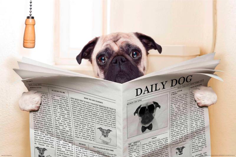 Papermoon Fototapete »Newspaper Dog« von Papermoon