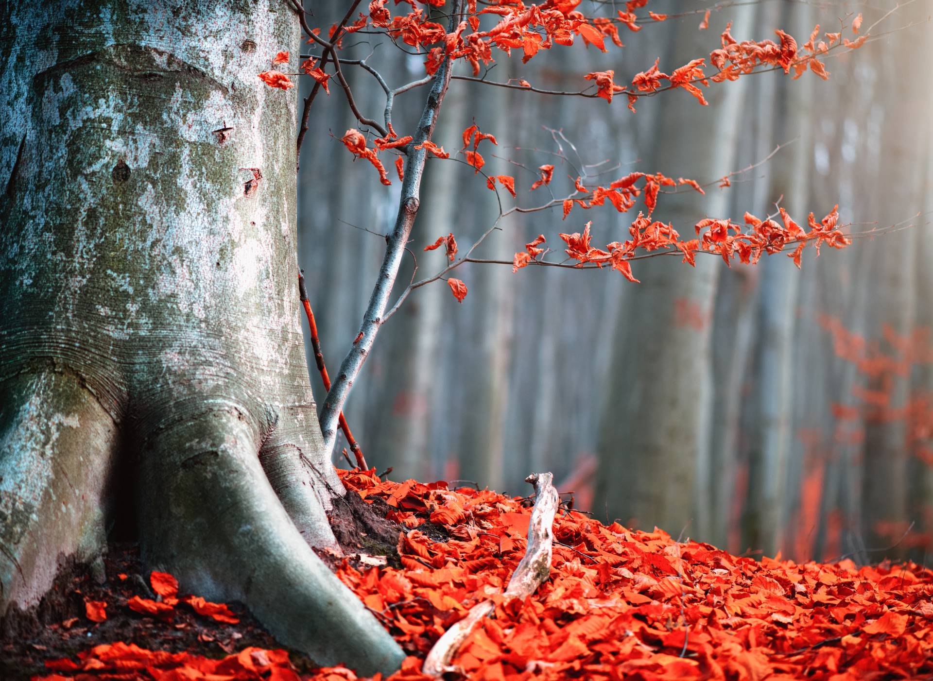 Papermoon Fototapete »Old Autumn Tree« von Papermoon