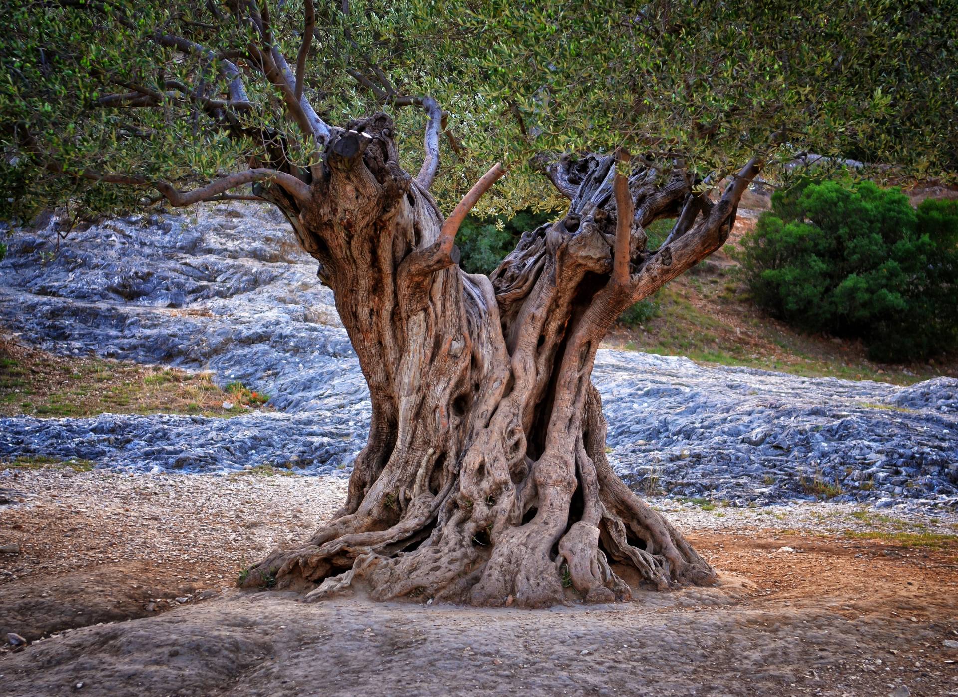 Papermoon Fototapete »Old Olive Tree Trunks« von Papermoon