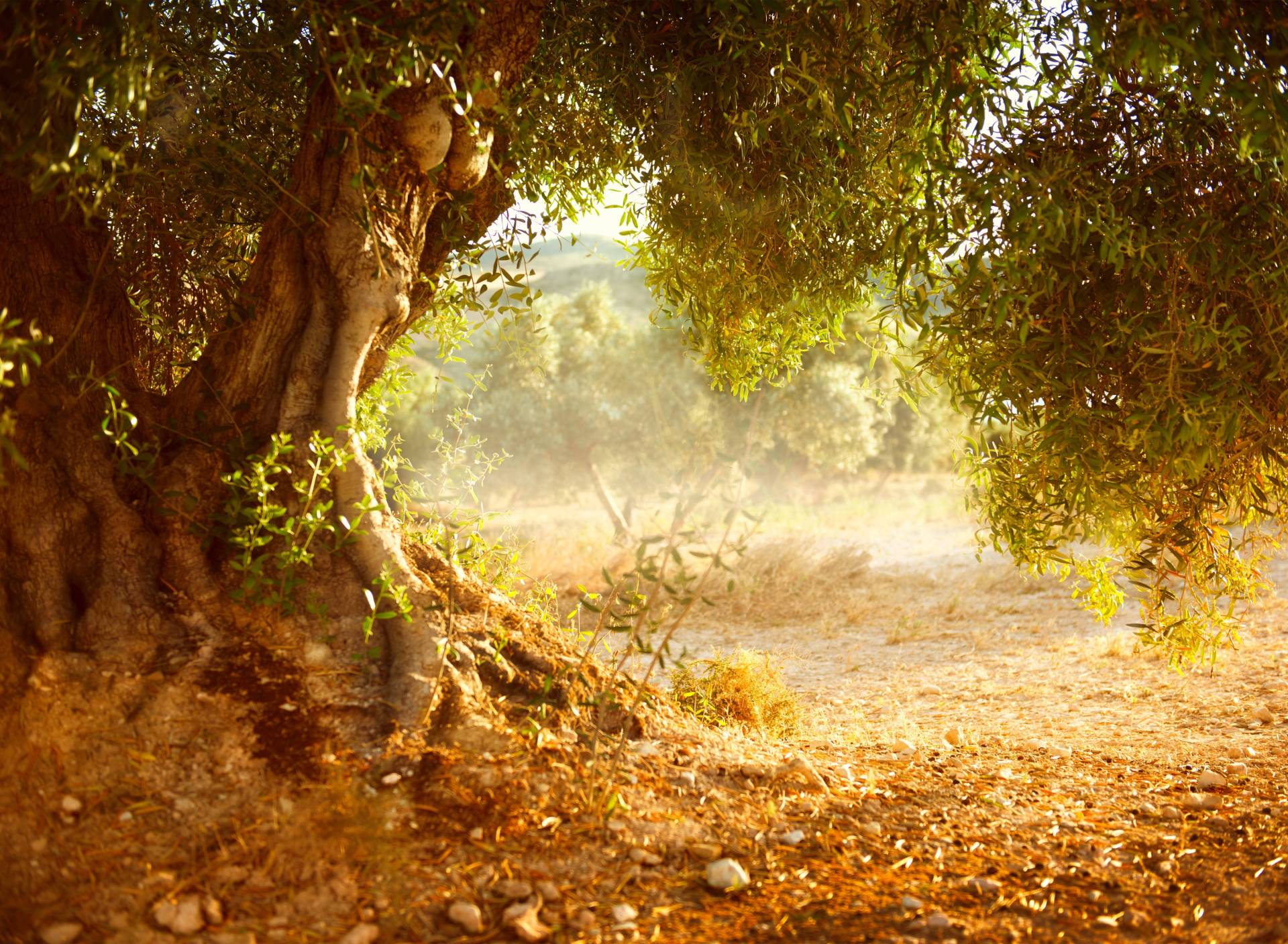 Papermoon Fototapete »Old Olive Tree« Papermoon Fototapete »Old Olive Tree« von Papermoon