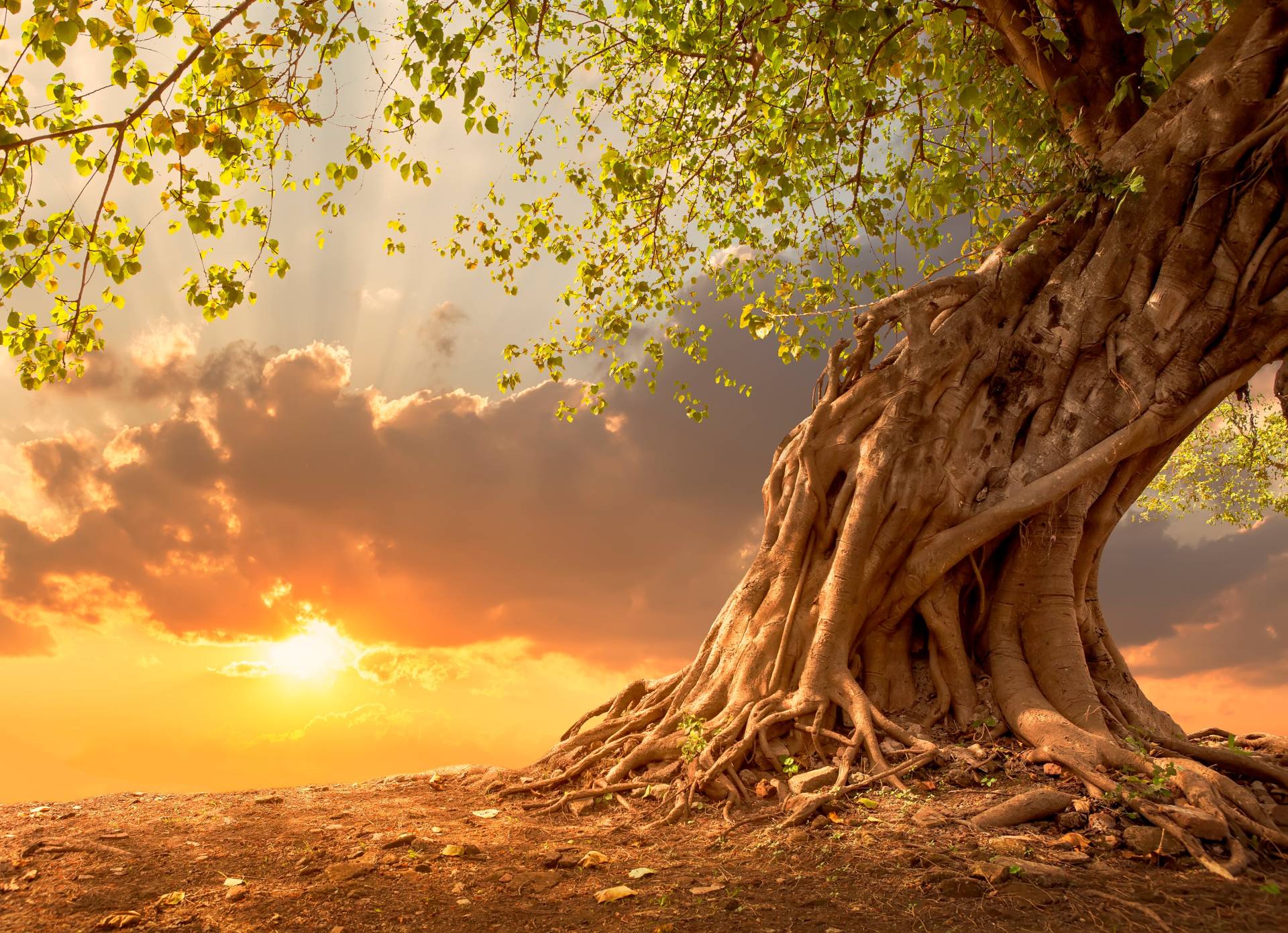 Papermoon Fototapete »Old Tree in Sunset« Papermoon Fototapete »Old Tree in Sunset« von Papermoon