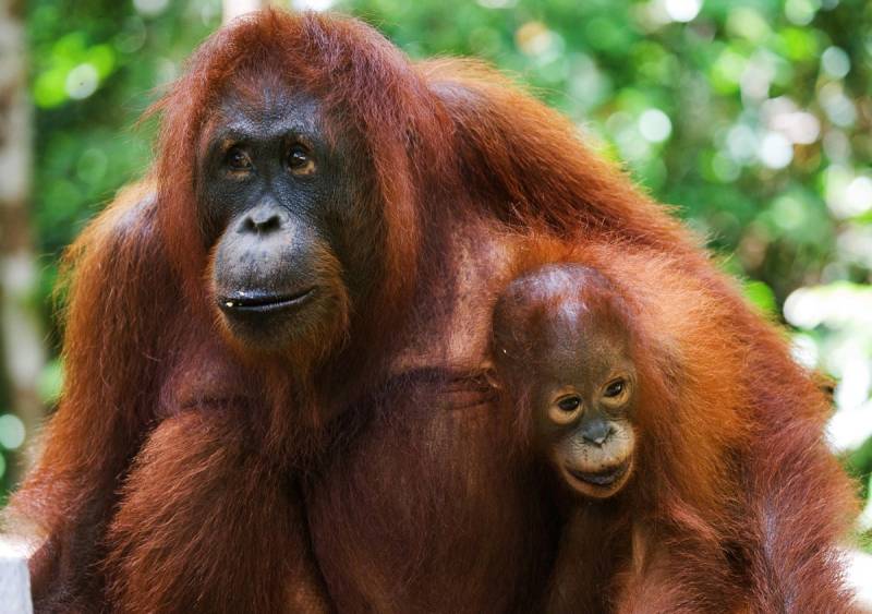 Papermoon Fototapete »Orang-Utan mit Baby« von Papermoon