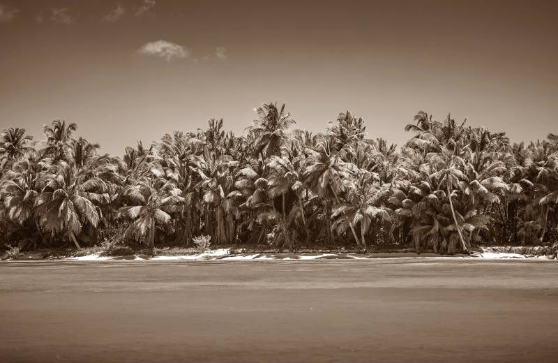 Papermoon Fototapete »PALMEN-SCHWARZ WEIssWANDBILD PALME NATUR BÄUME MEER SEE« von Papermoon