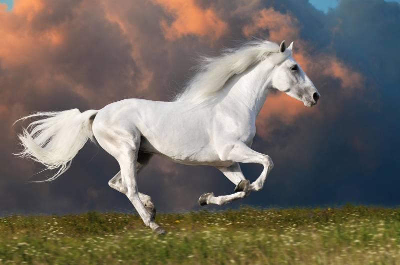 Papermoon Fototapete »PFERD IM GALOPP-RUNNING HENGST WEIss WIESE HIMMEL WOLKEN« von Papermoon