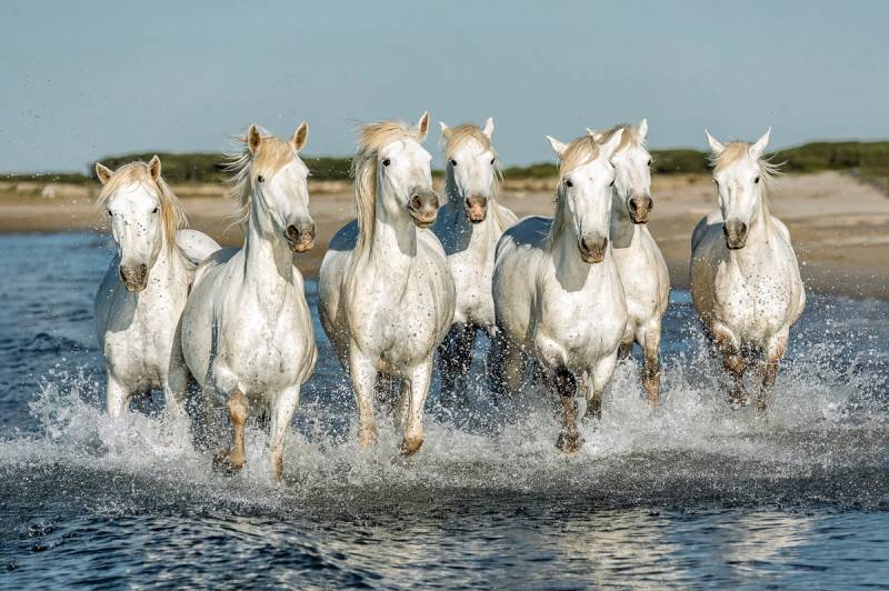 Papermoon Fototapete »PFERDE-CAMARGUE GALLOP STRAND MEER TIERE KÜSTE PROVENCE« von Papermoon