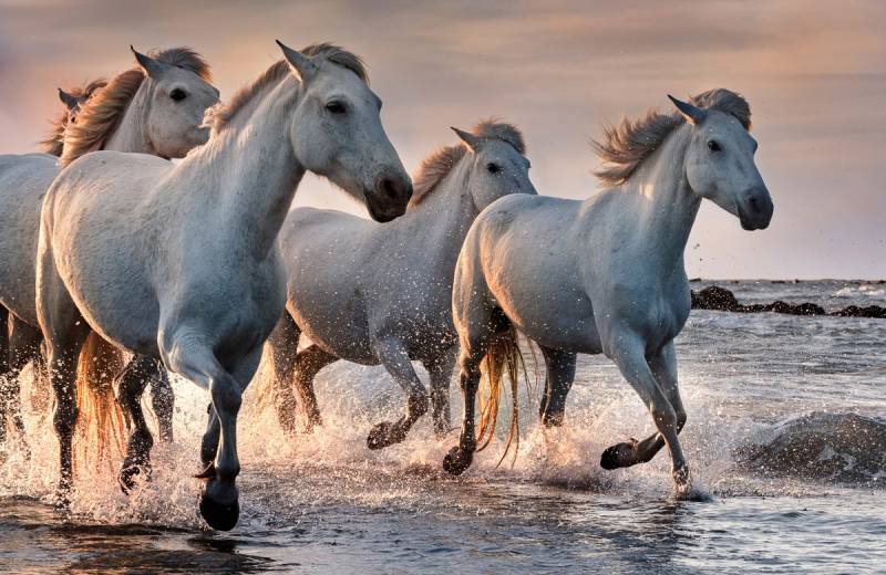 Papermoon Fototapete »PFERDE-CAMARGUE GALLOP STRAND MEER TIERE KÜSTE PROVENCE« von Papermoon