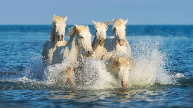 Papermoon Fototapete »PFERDE-CAMARGUE GALLOP STRAND MEER TIERE KÜSTE PROVENCE« von Papermoon