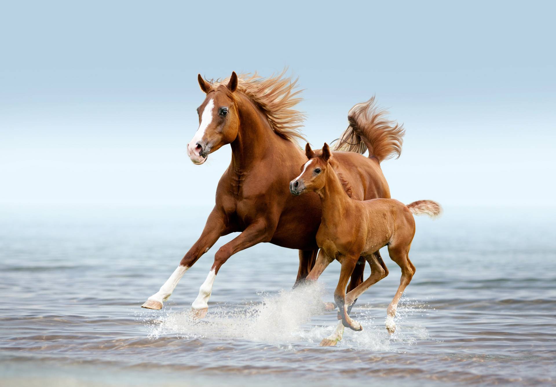 Papermoon Fototapete »PFERDE IM GALOPP-ARABISCHE STUTE MIT FOHLEN TIER STRAND« von Papermoon