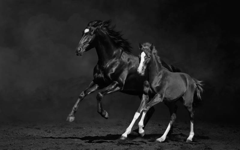 Papermoon Fototapete »PFERDE IM GALOPP-STUTE MIT FOHLEN SCHWARZ WEIssTIERE« von Papermoon