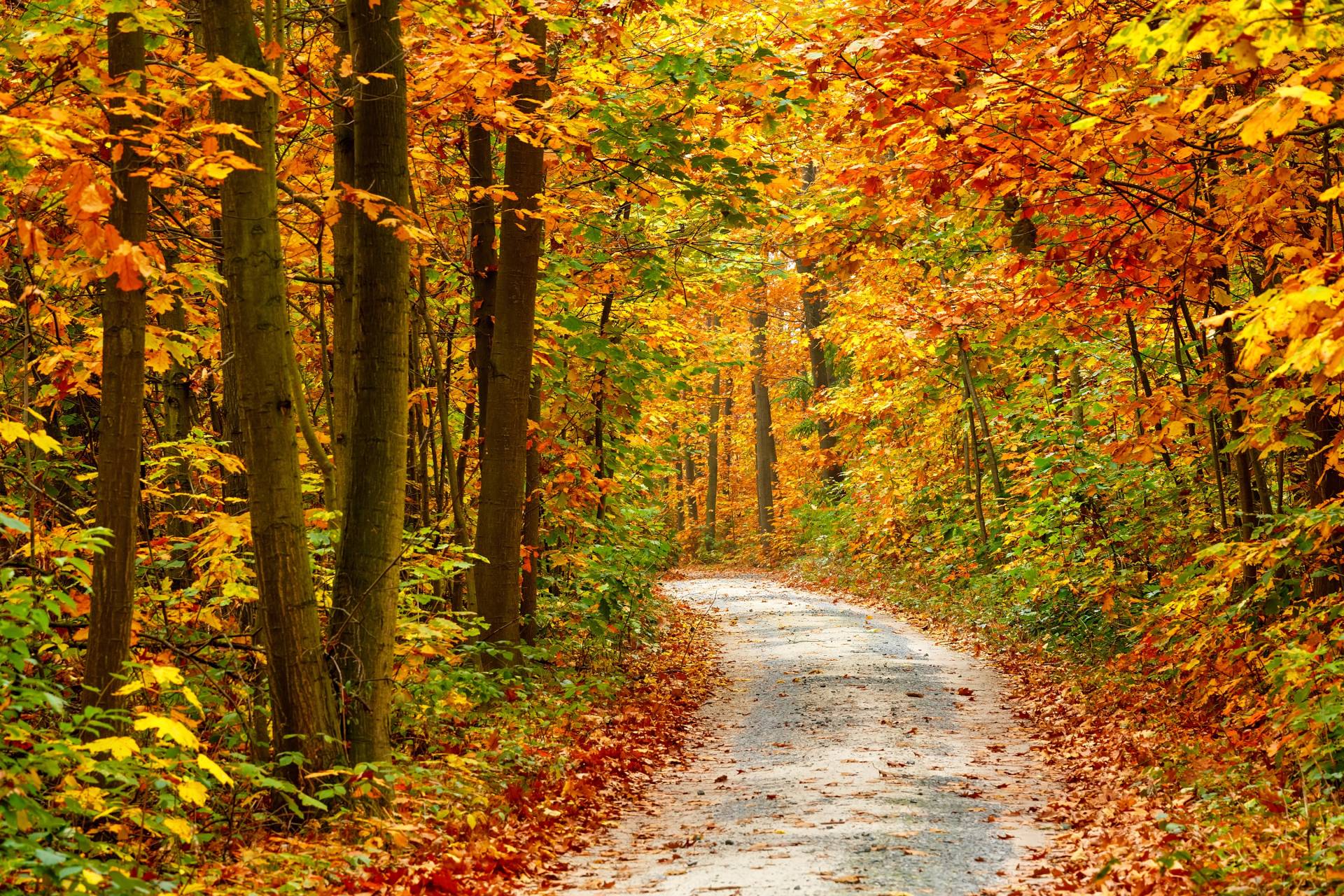 Papermoon Fototapete »Pathway in Colorful Autumn Forest« von Papermoon