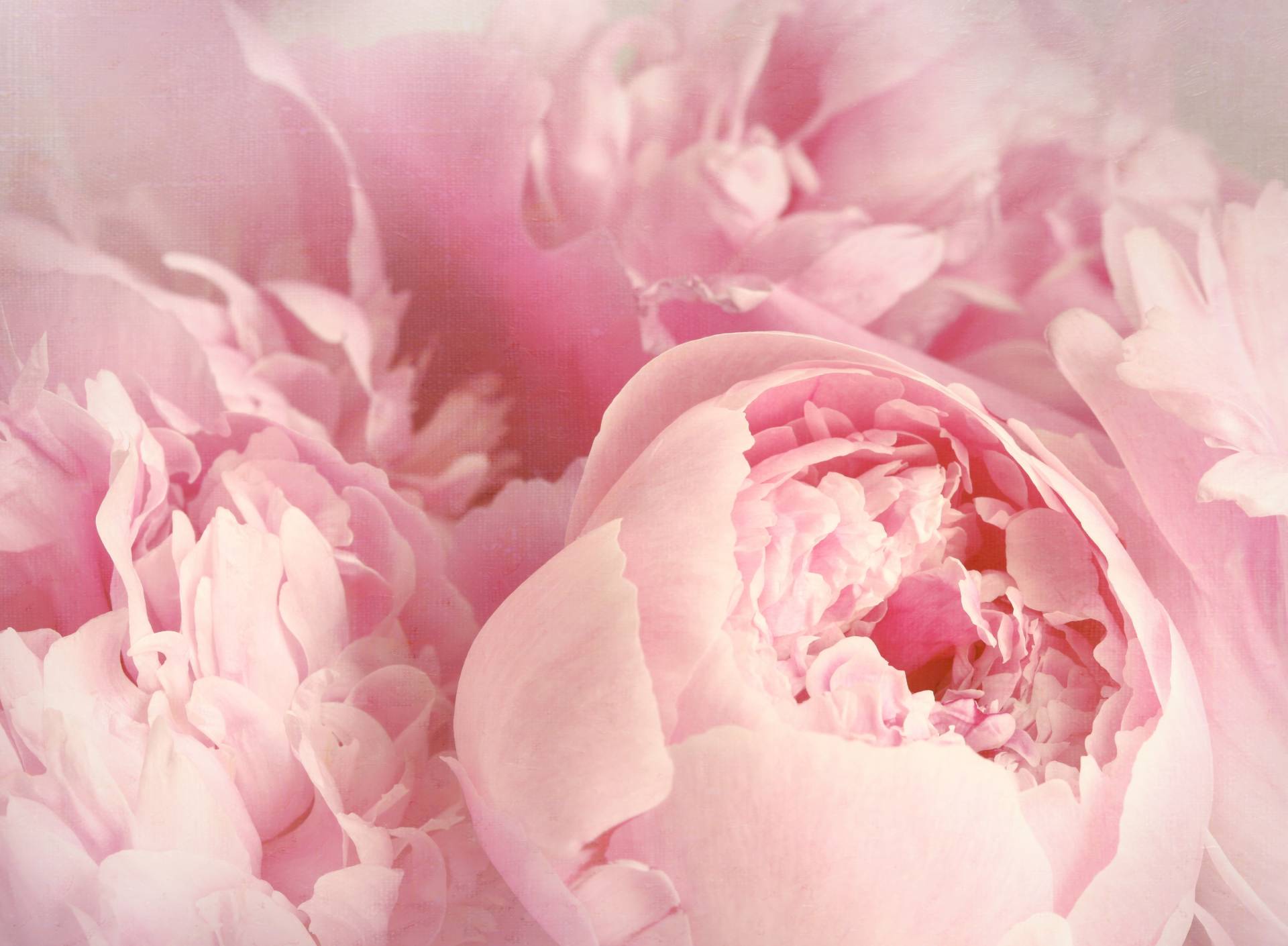 Papermoon Fototapete »Peony Flowers« von Papermoon