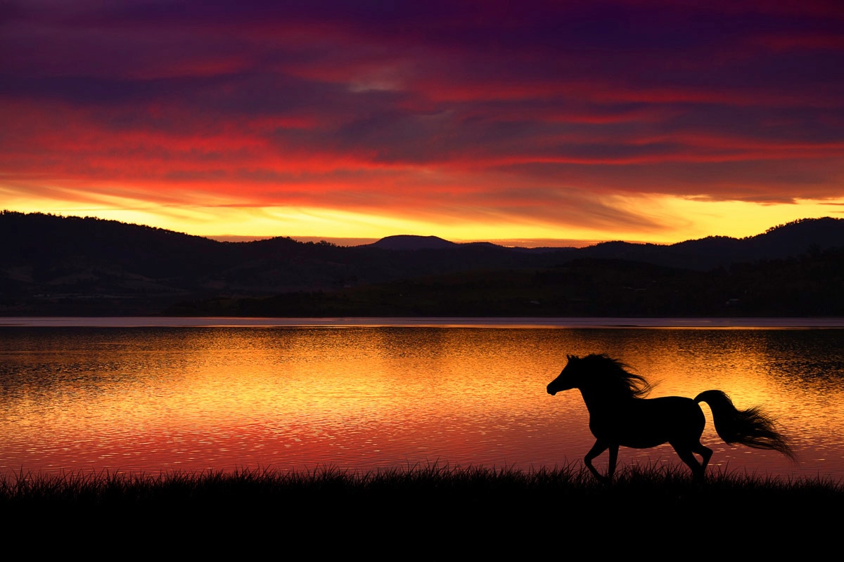 Papermoon Fototapete »Pferd in landschaft« von Papermoon