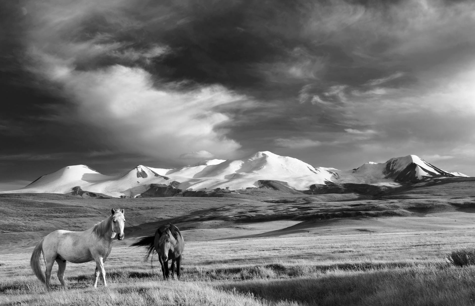 Papermoon Fototapete »Pferde, Steppe Schwarz & Weiss« von Papermoon