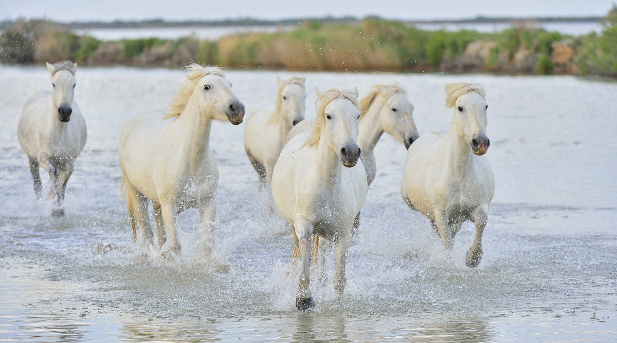 Papermoon Fototapete »Pferde im Wasser« von Papermoon