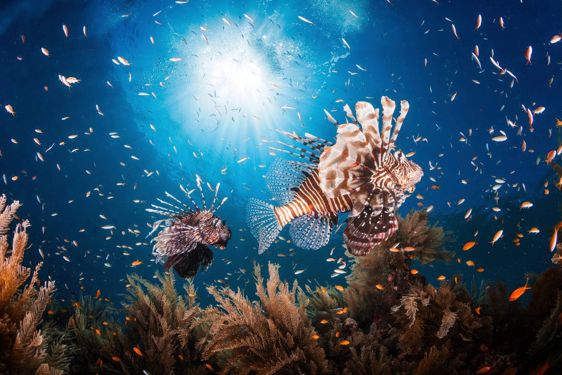 Papermoon Fototapete »Photo-Art BARATHIEU GABRIEL, LIONFISH« von Papermoon