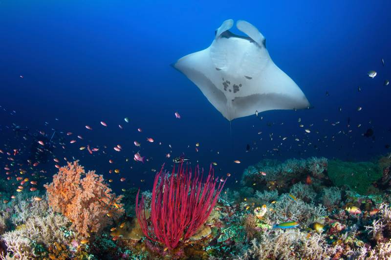 Papermoon Fototapete »Photo-Art BARATHIEU GABRIEL, OCEAN MANTA RAY AUF DEM RIFF« von Papermoon