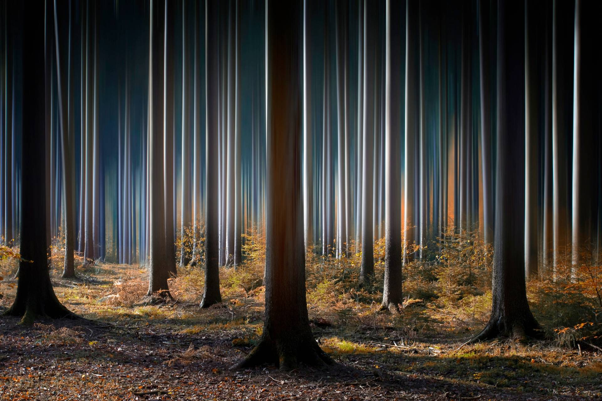 Papermoon Fototapete »Photo-Art CARSTEN MEYERDIERKS, MYSTISCHER WALD« von Papermoon