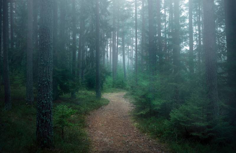 Papermoon Fototapete »Photo-Art CHRISTIAN LINDSTEN, DER VERWUNSCHENE WALD« von Papermoon