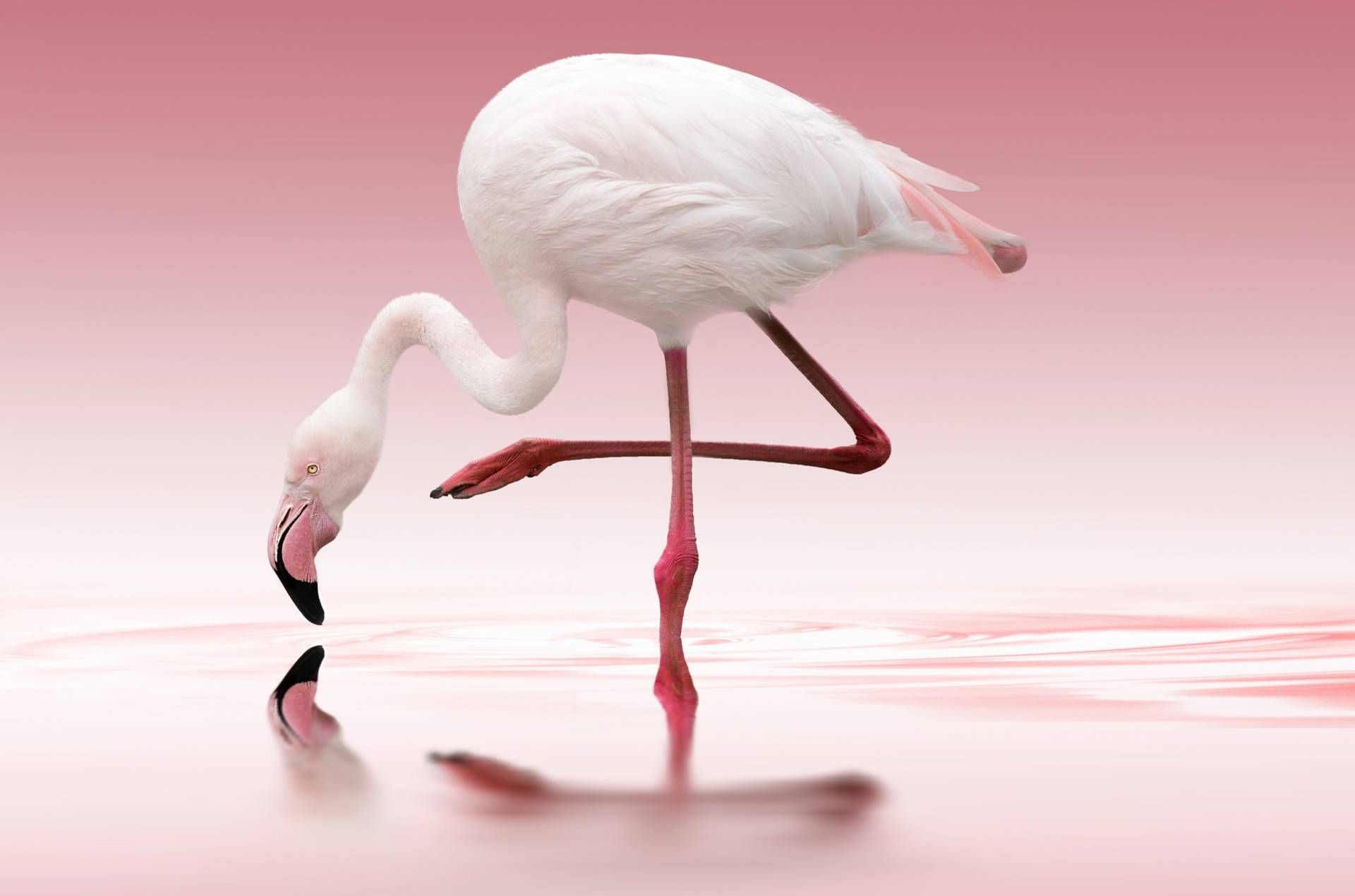 Papermoon Fototapete »Photo-Art DORIS REINDL, FLAMINGO« von Papermoon