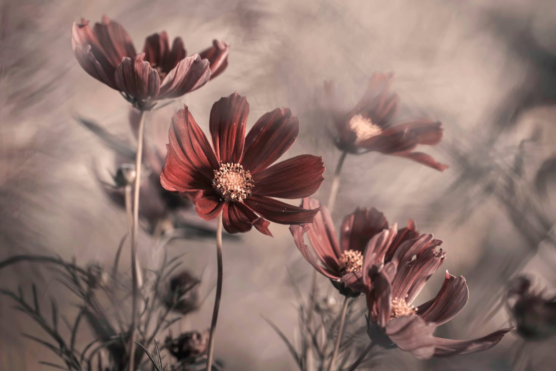 Papermoon Fototapete »Photo-Art FABIEN BRAVIN, COSMOS 2019« von Papermoon