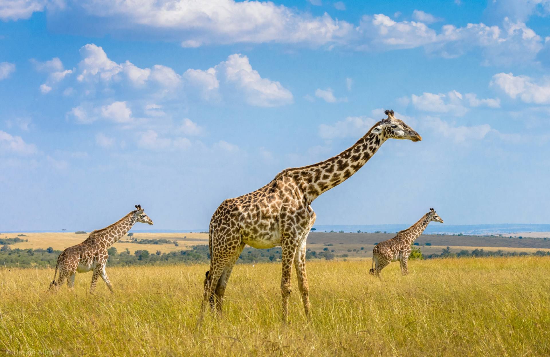 Papermoon Fototapete »Photo-Art HUSAIN ALFRAID, TRIO-GIRAFFEN« von Papermoon