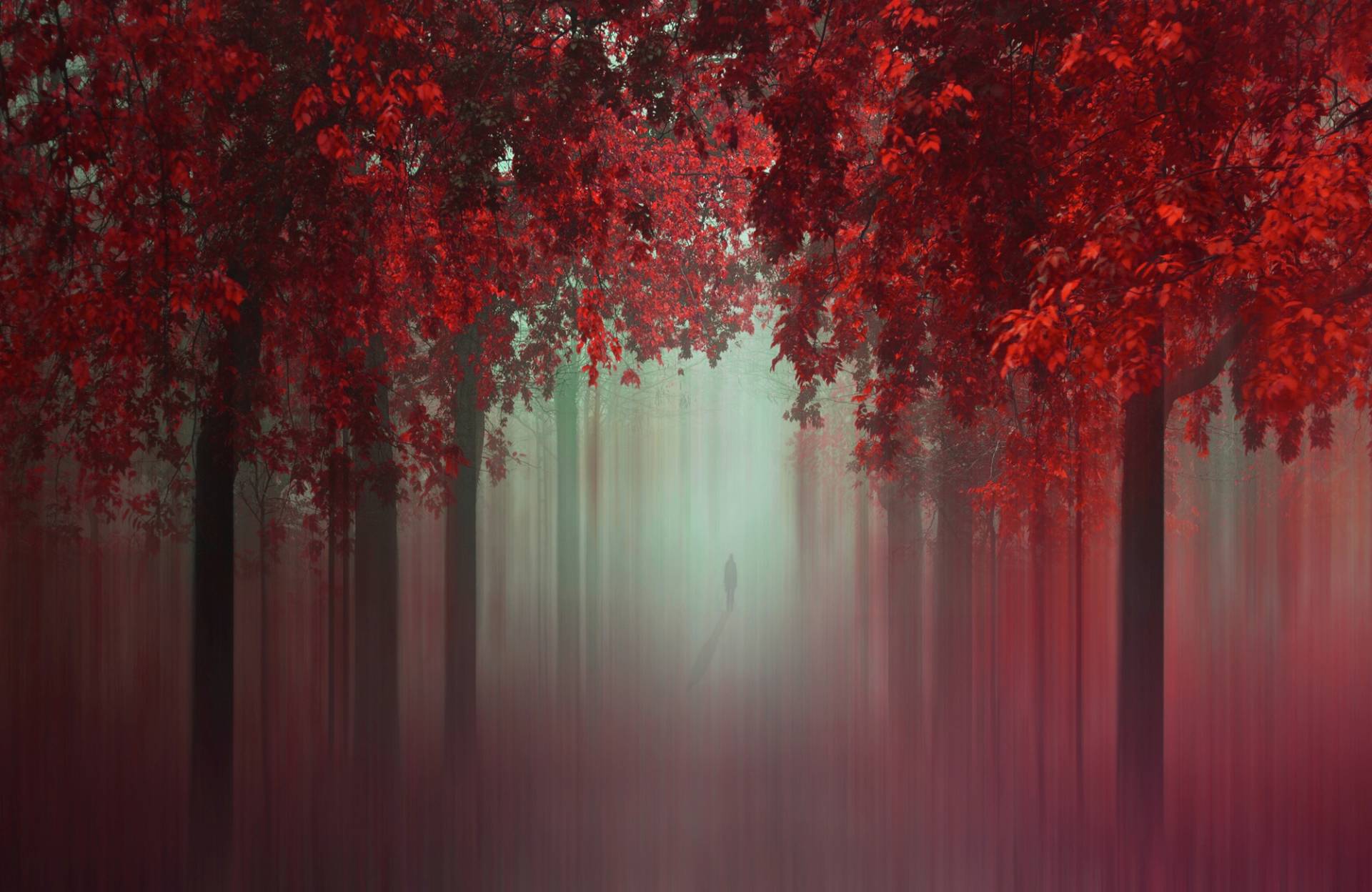 Papermoon Fototapete »Photo-Art ILDIKO NEER, AUS DER LIEBE WALD IN ROT« von Papermoon