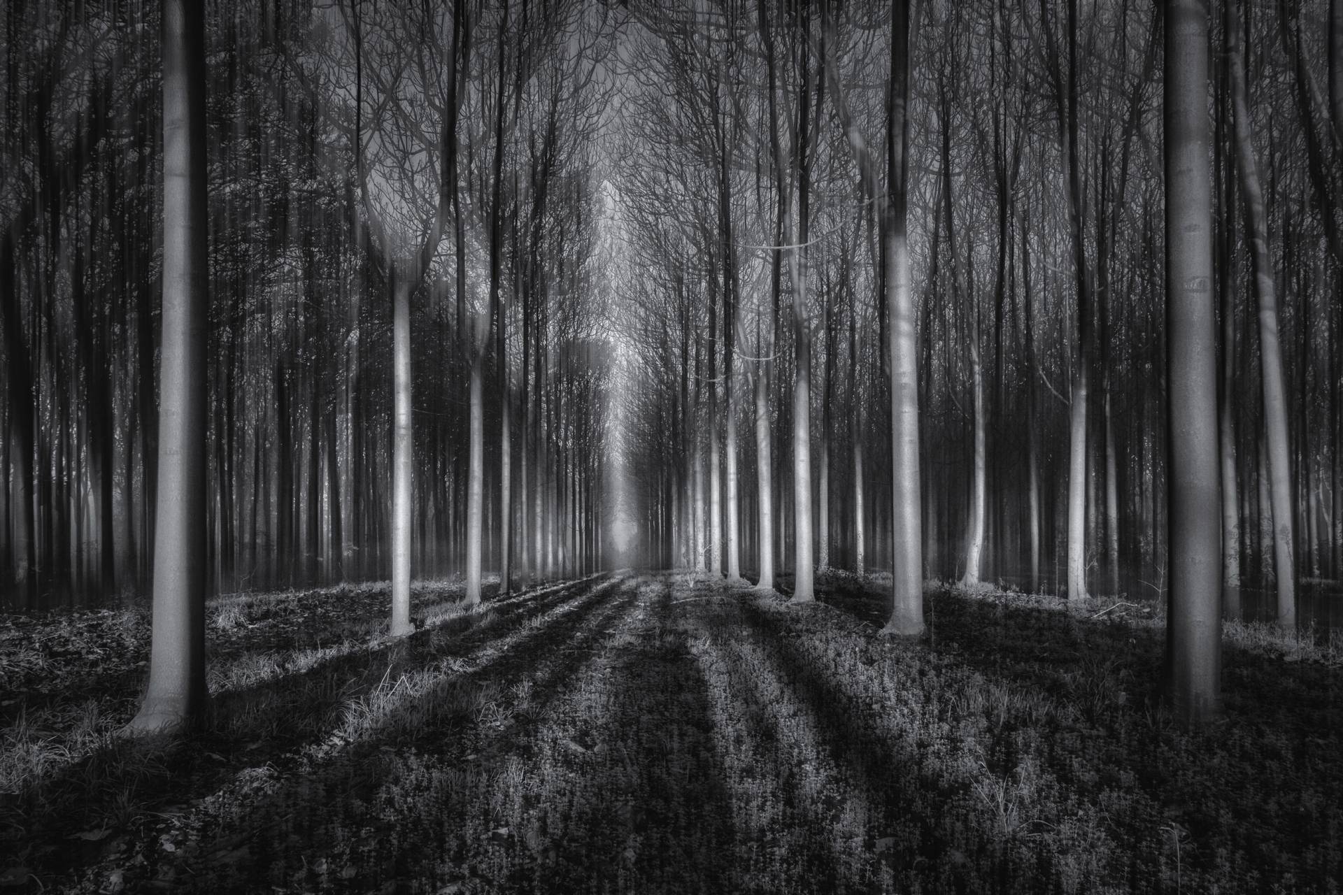 Papermoon Fototapete »Photo-Art JINGSHU ZHU, IN DEN WALD« von Papermoon