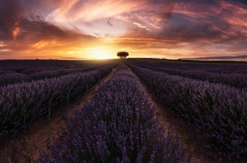 Papermoon Fototapete »Photo-Art JORGE RUIZ DUESO, LAVENDEL-SONNENUNTERGANG« von Papermoon