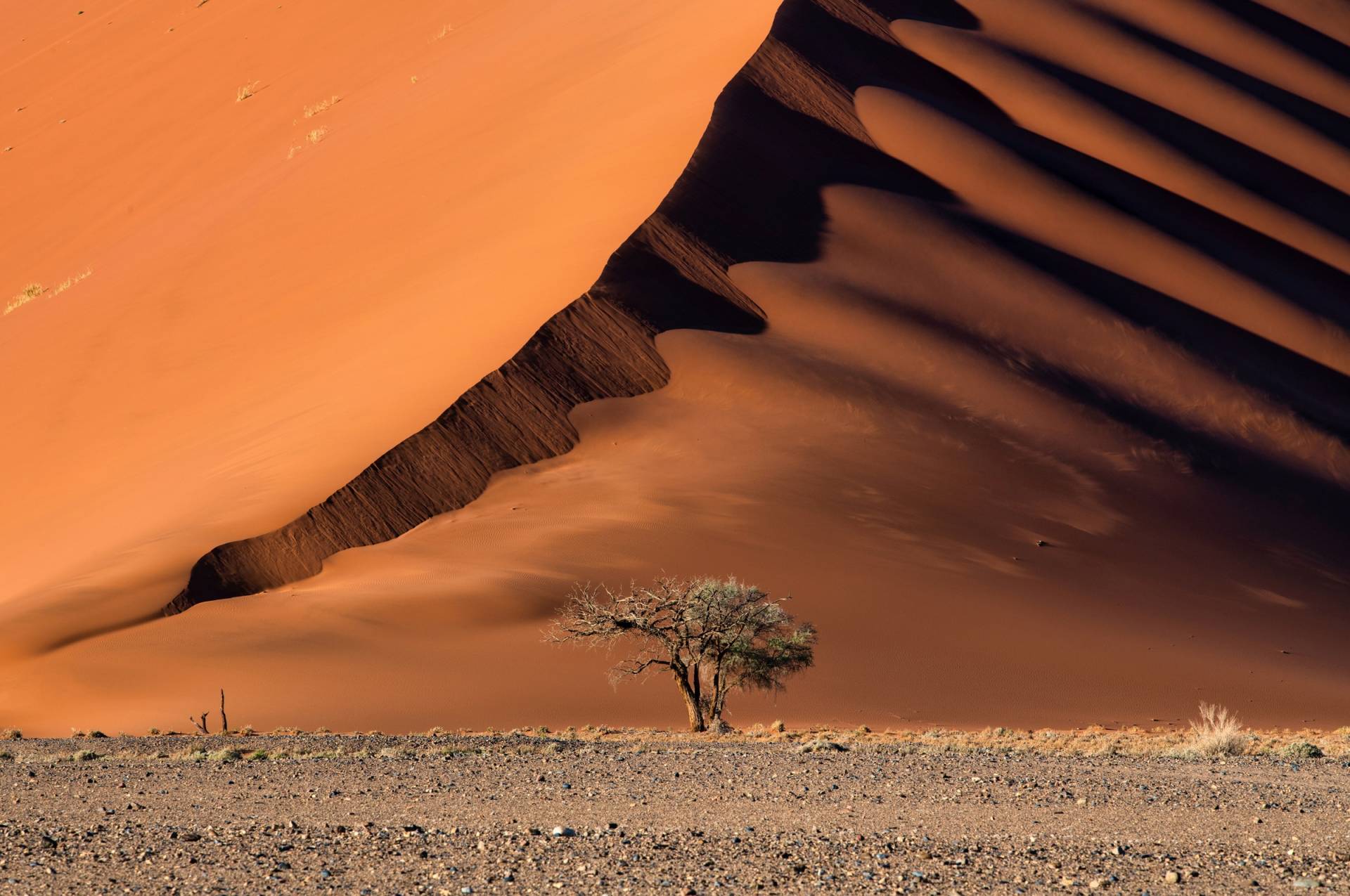 Papermoon Fototapete »Photo-Art LUIGI RUOPPOLO, DIE DÜNE UND DER BAUM« von Papermoon