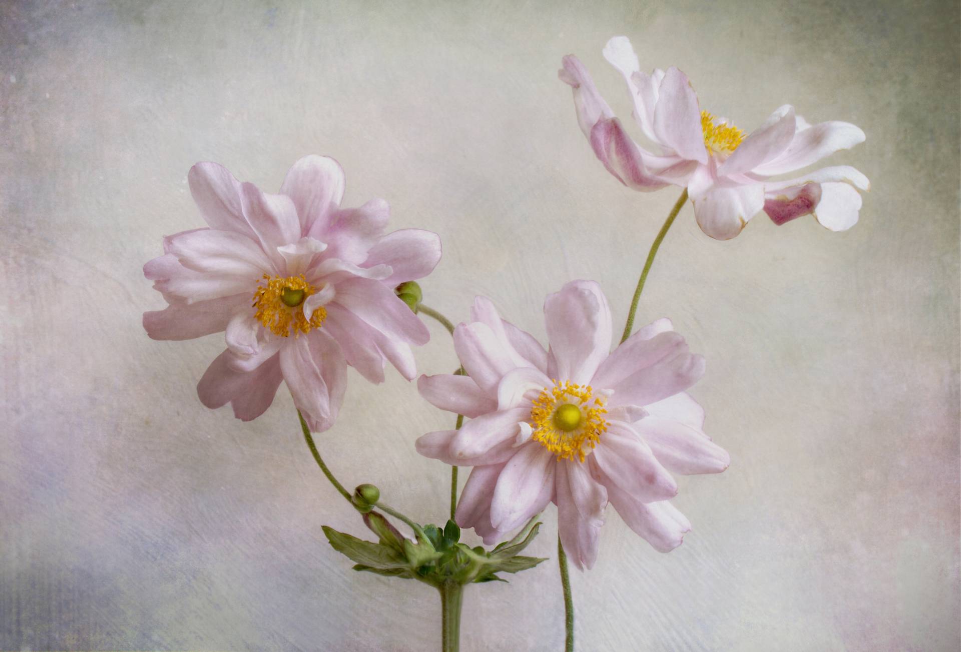 Papermoon Fototapete »Photo-Art MANDY DISHER, ANEMONEN« von Papermoon