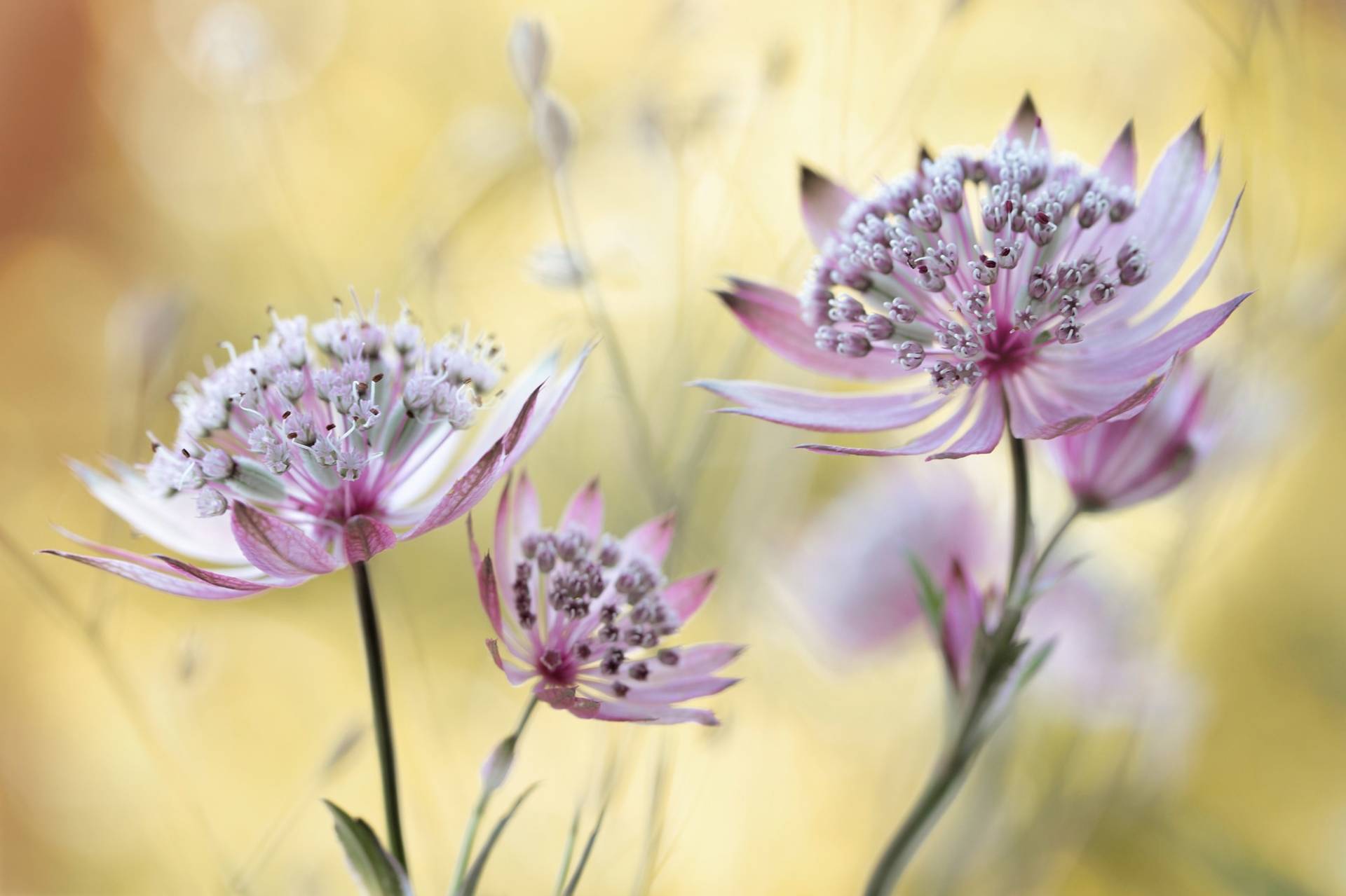 Papermoon Fototapete »Photo-Art MANDY DISHER, ASTRANTIA-MAJOR« von Papermoon