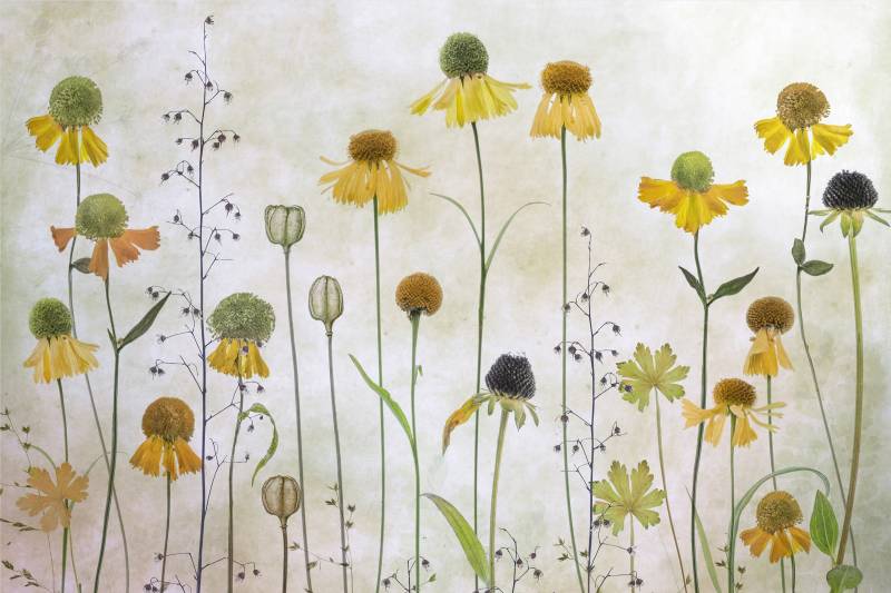 Papermoon Fototapete »Photo-Art MANDY DISHER, HELENIUM« von Papermoon