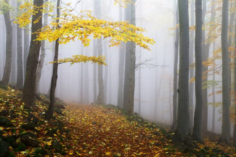 Papermoon Fototapete »Photo-Art MARTIN RAK, NOVEMBERWALD« von Papermoon