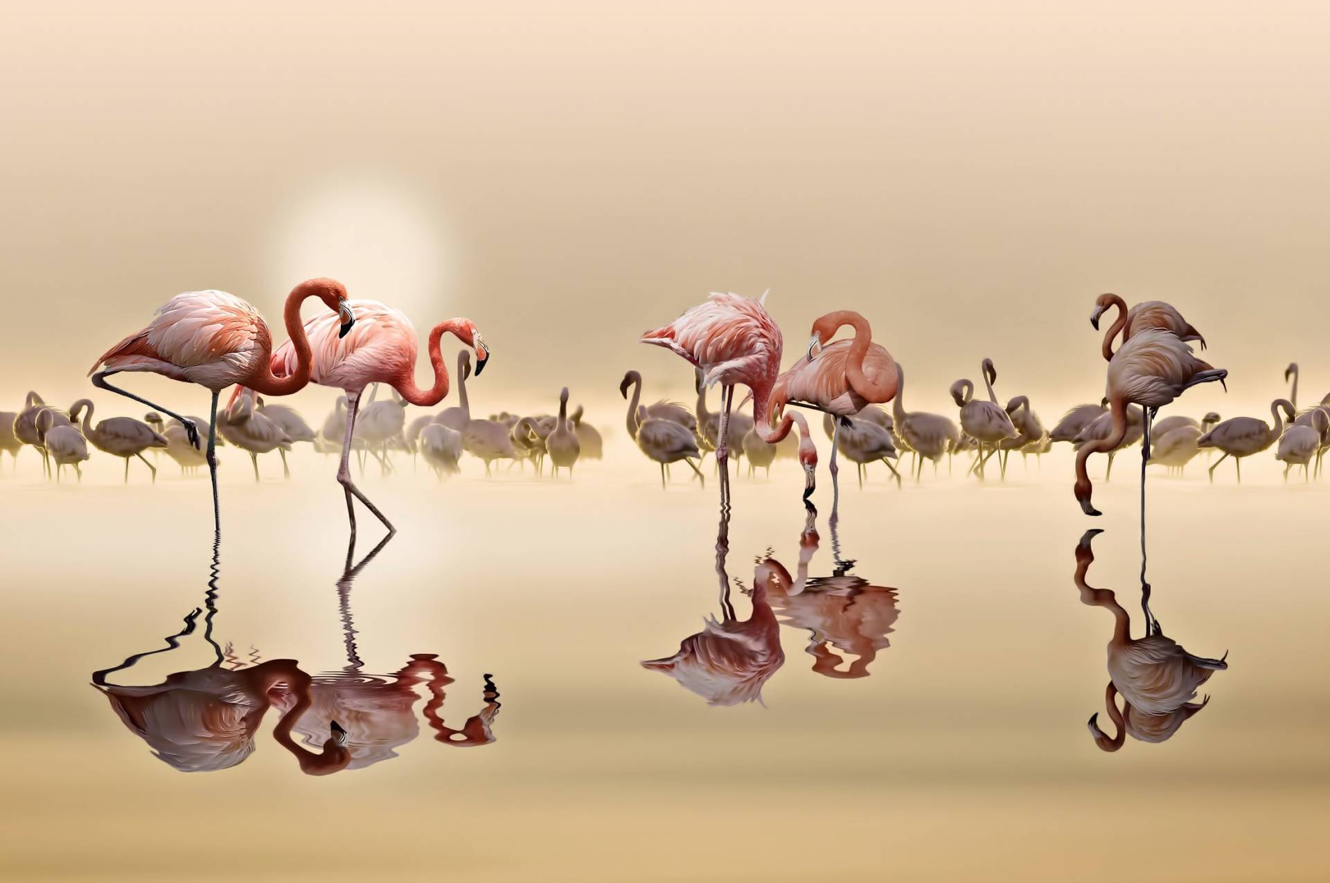 Papermoon Fototapete »Photo-Art NASSER OSMAN, FLAMINGOS« von Papermoon