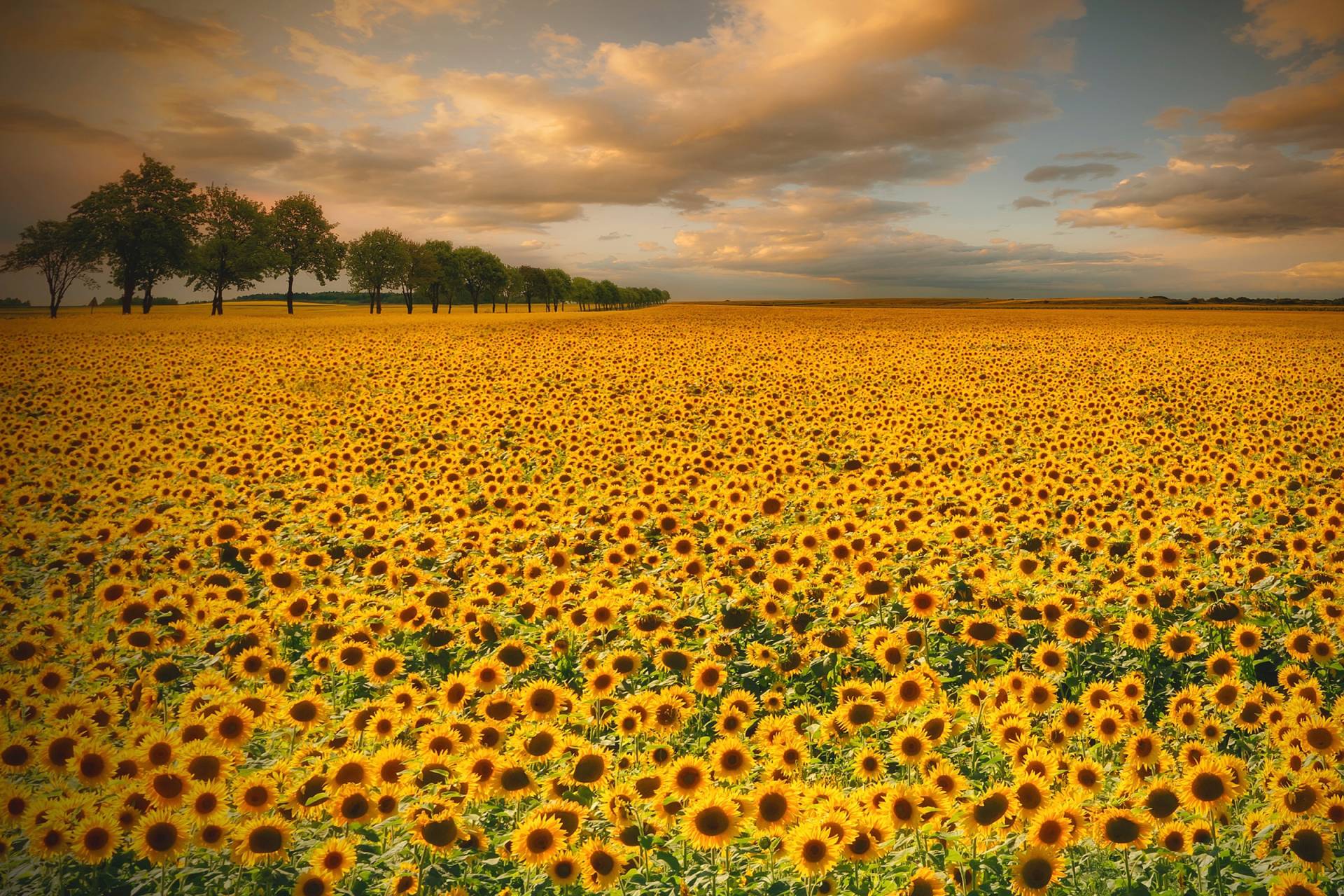 Papermoon Fototapete »Photo-Art PIOTR KROL (BAX), SONNENBLUMEN« von Papermoon