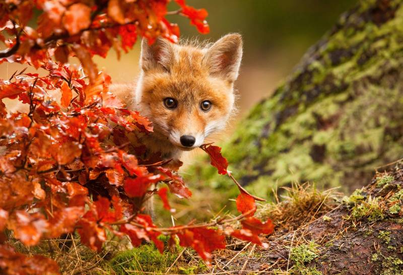 Papermoon Fototapete »Photo-Art ROBERT ADAMEC, FUCHS« von Papermoon