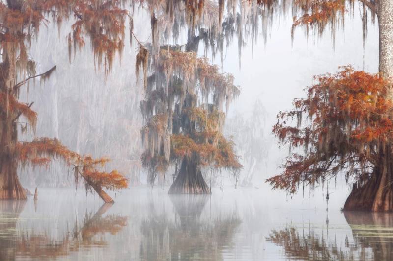 Papermoon Fototapete »Photo-Art ROBERTO MARCHEGIANI, MYSTY BAYOU« von Papermoon